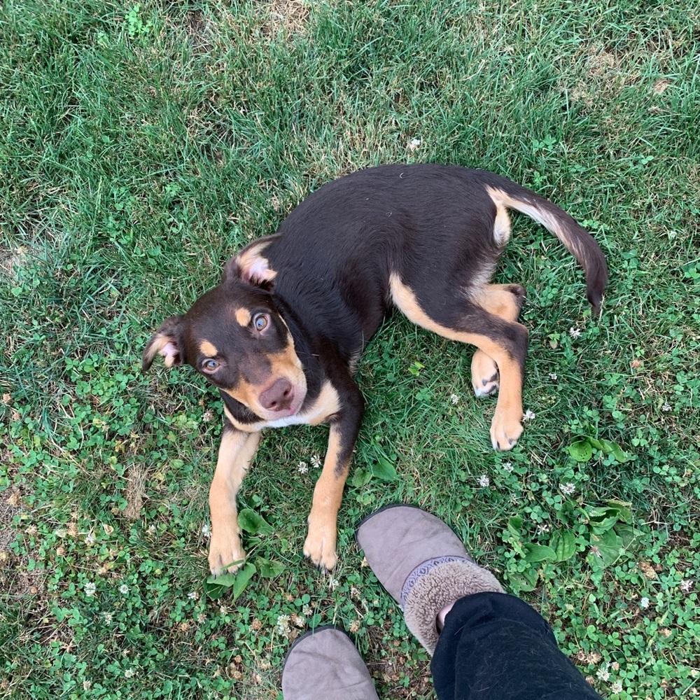 Meet Jacey everyone!🐾💞